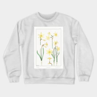 Jonquil (1896) Crewneck Sweatshirt